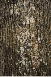 Tree Bark